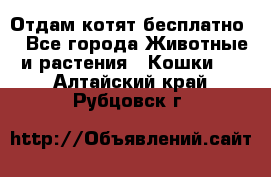 Отдам котят бесплатно  - Все города Животные и растения » Кошки   . Алтайский край,Рубцовск г.